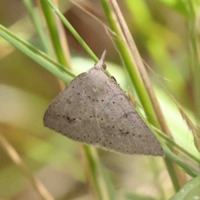 Nearcha nullata