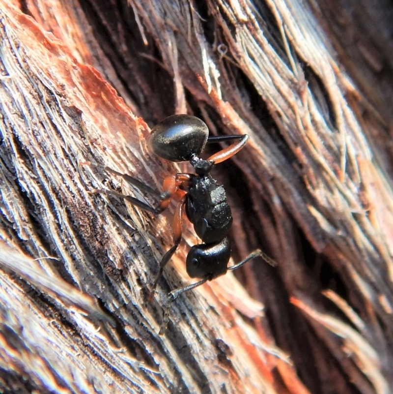 Polyrhachis femorata