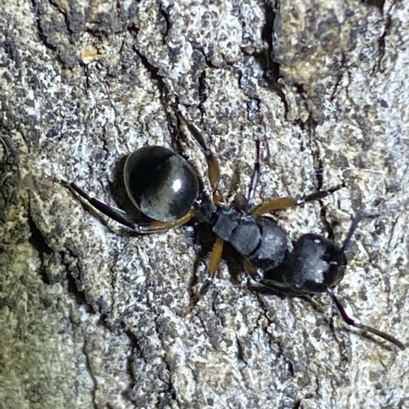 Polyrhachis femorata