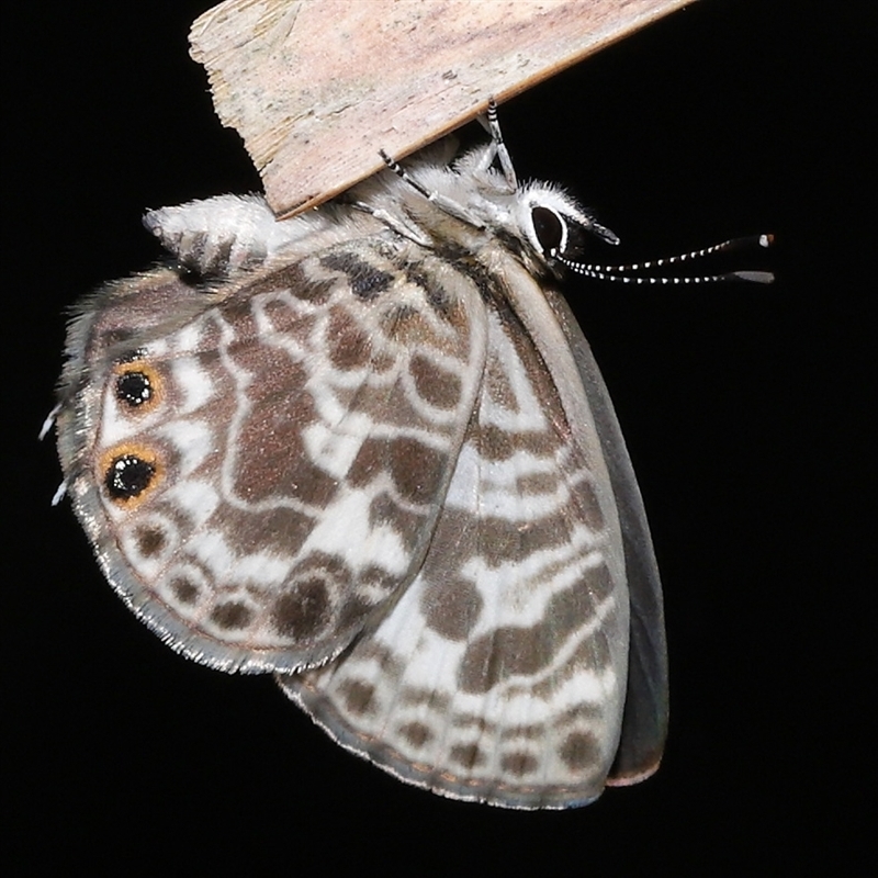 Leptotes plinius