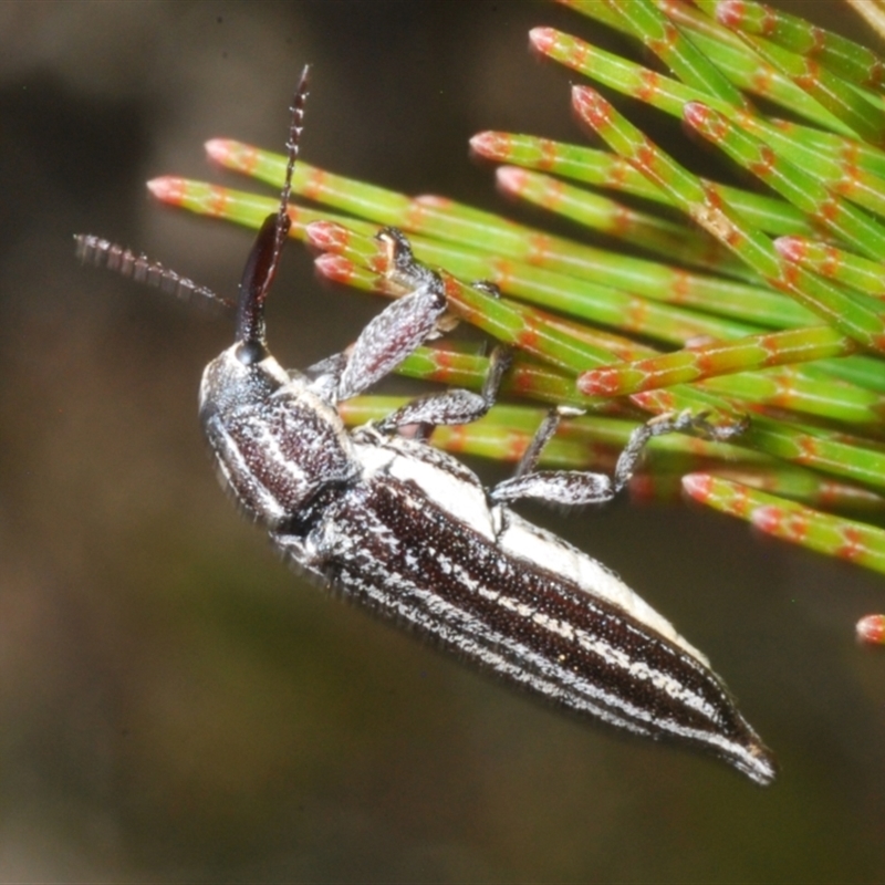 Rhinotia regalis