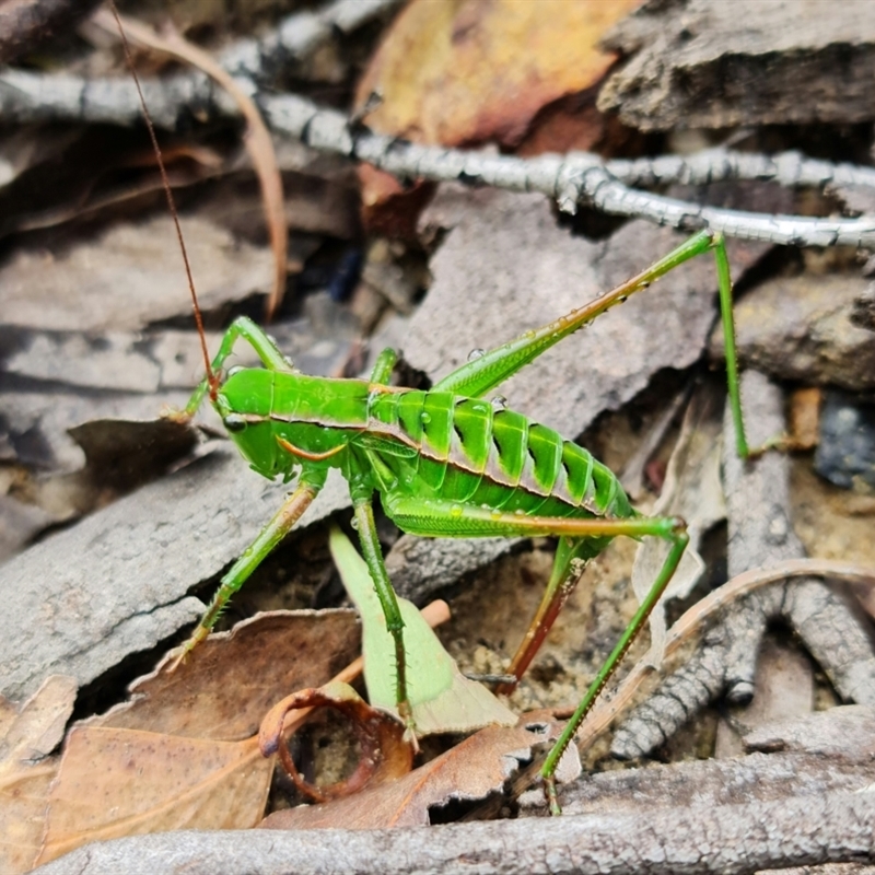 Chlorodectes baldersoni