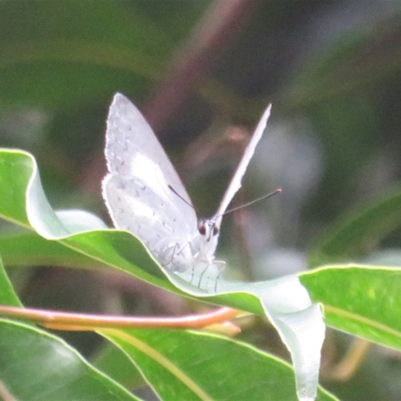 Candalides absimilis