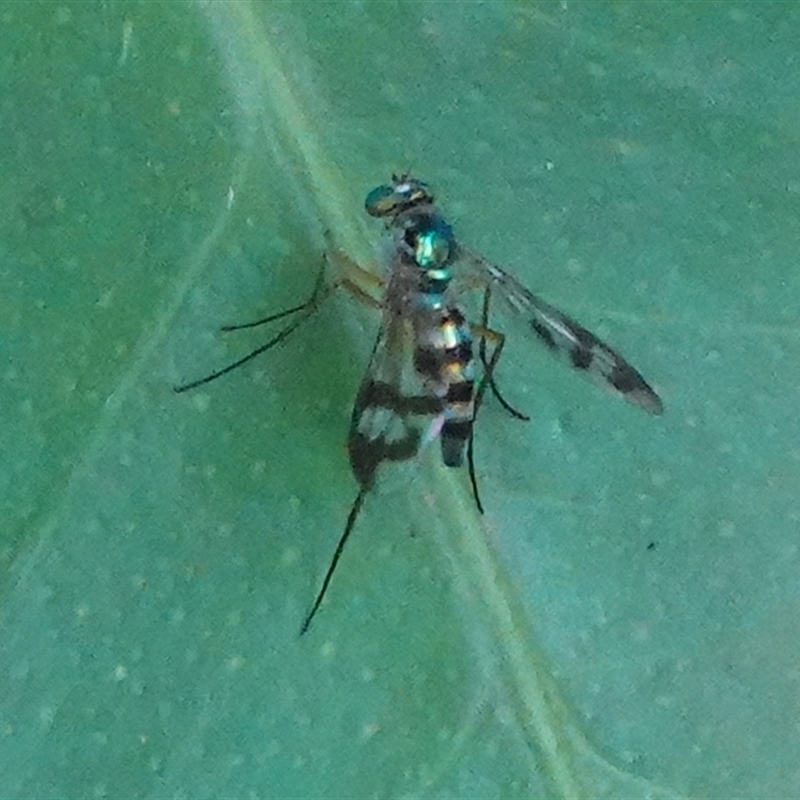 Austrosciapus connexus