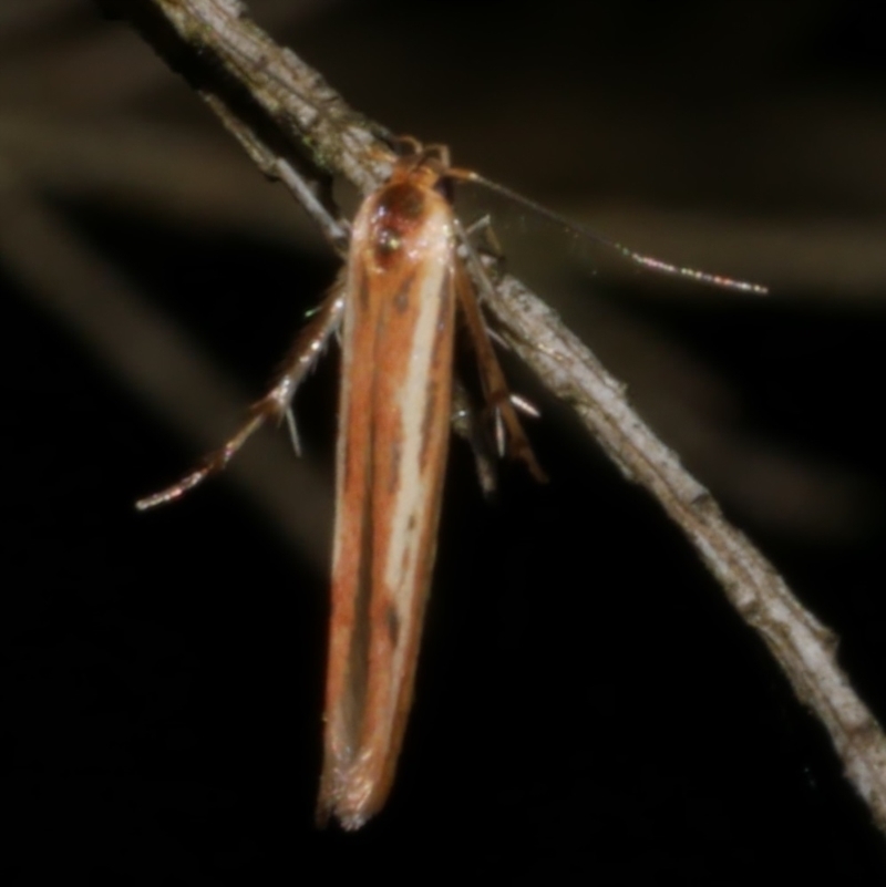 Stathmopoda chalcotypa