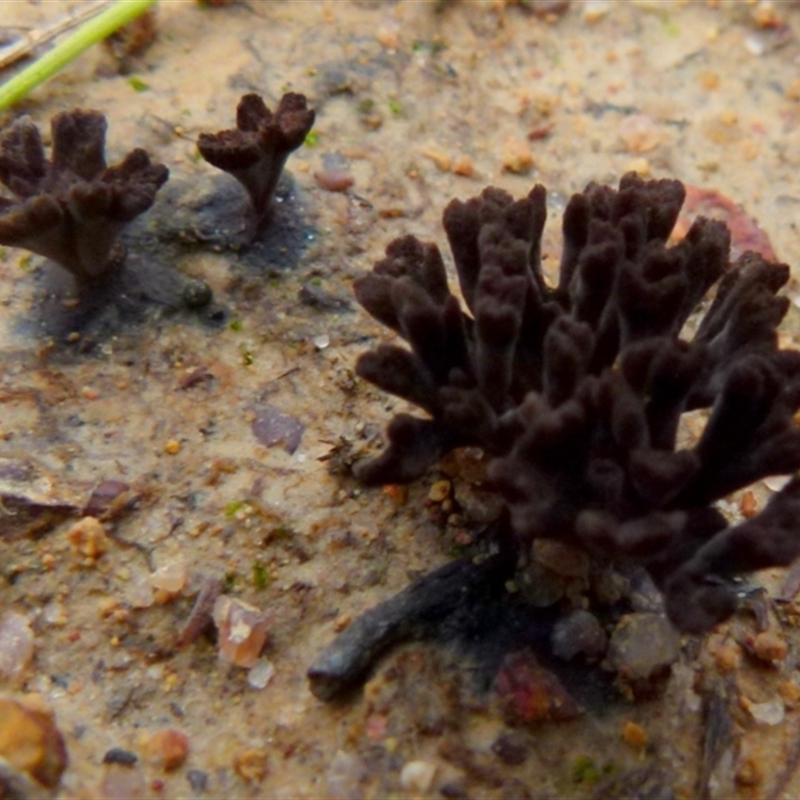 Thelephora 'palmata group'