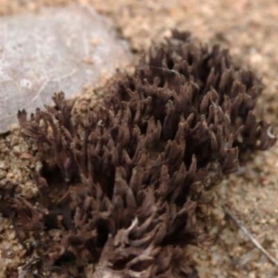 Thelephora 'palmata group'