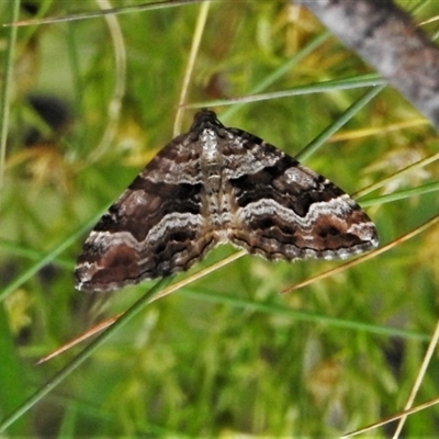 Chrysolarentia persimilis