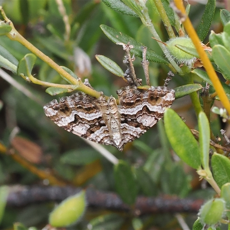 Chrysolarentia persimilis