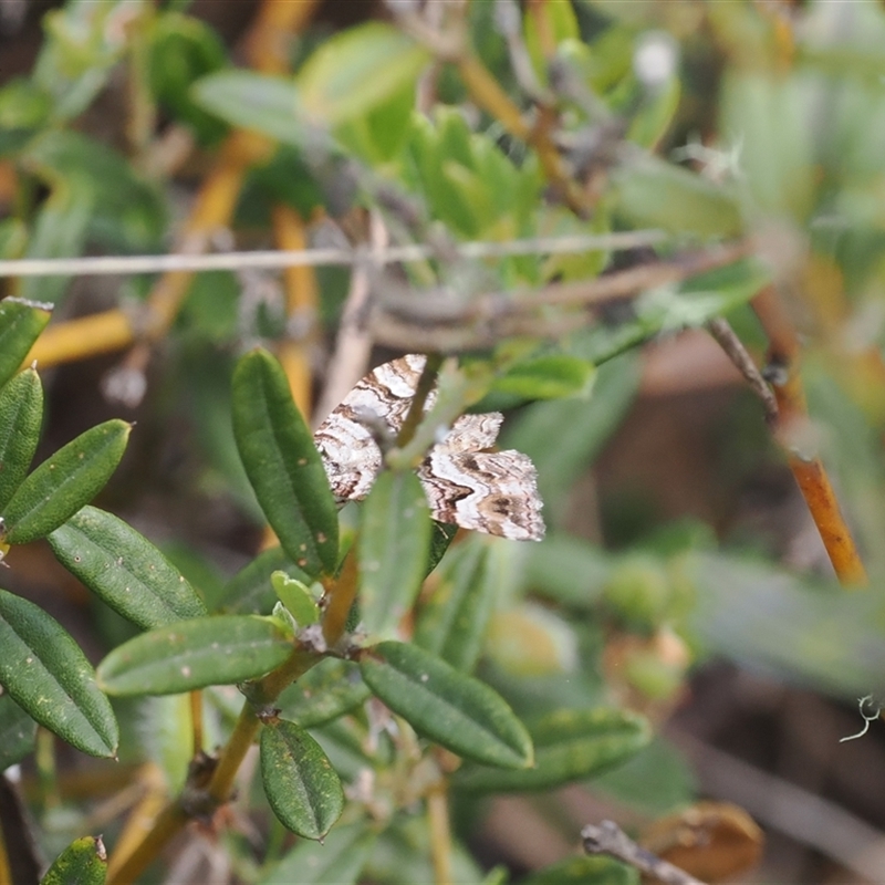 Chrysolarentia persimilis