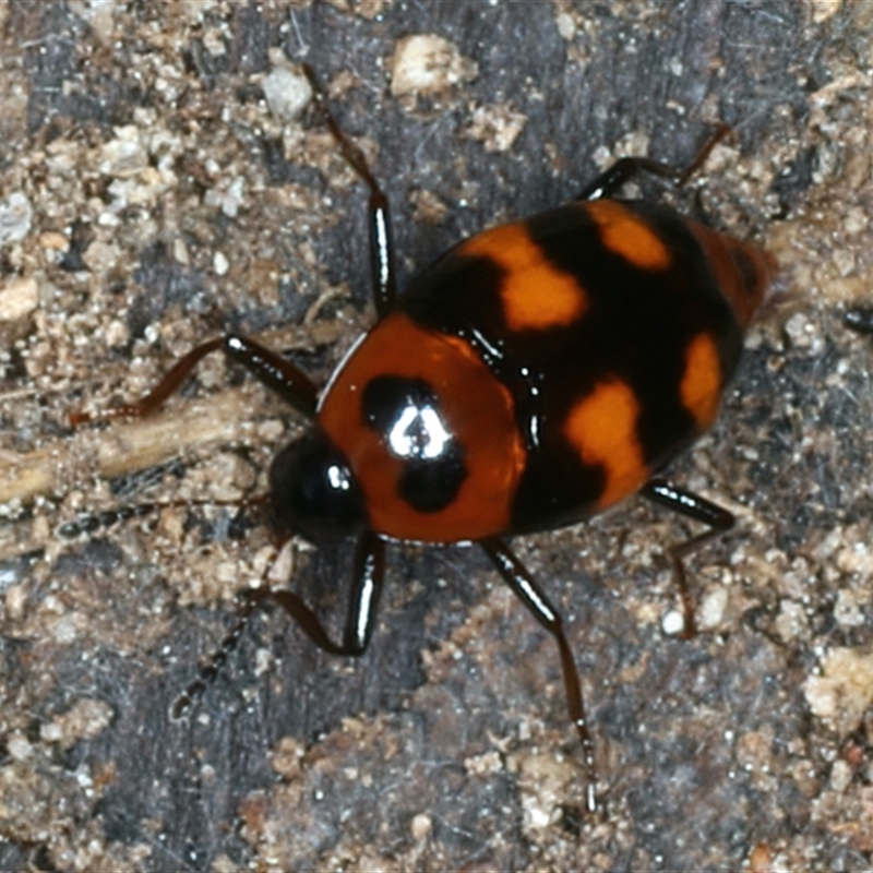 Scaphidium alpicola