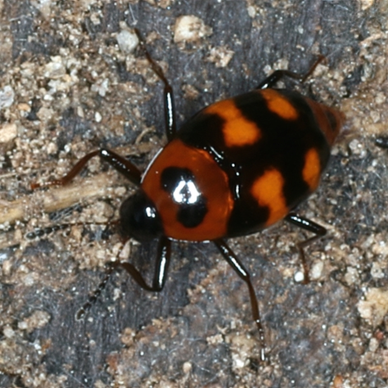 Scaphidium sp. (genus)