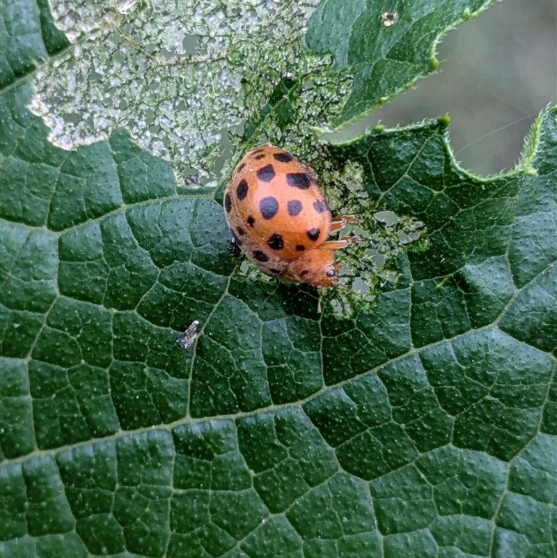 Henosepilachna vigintioctopunctata