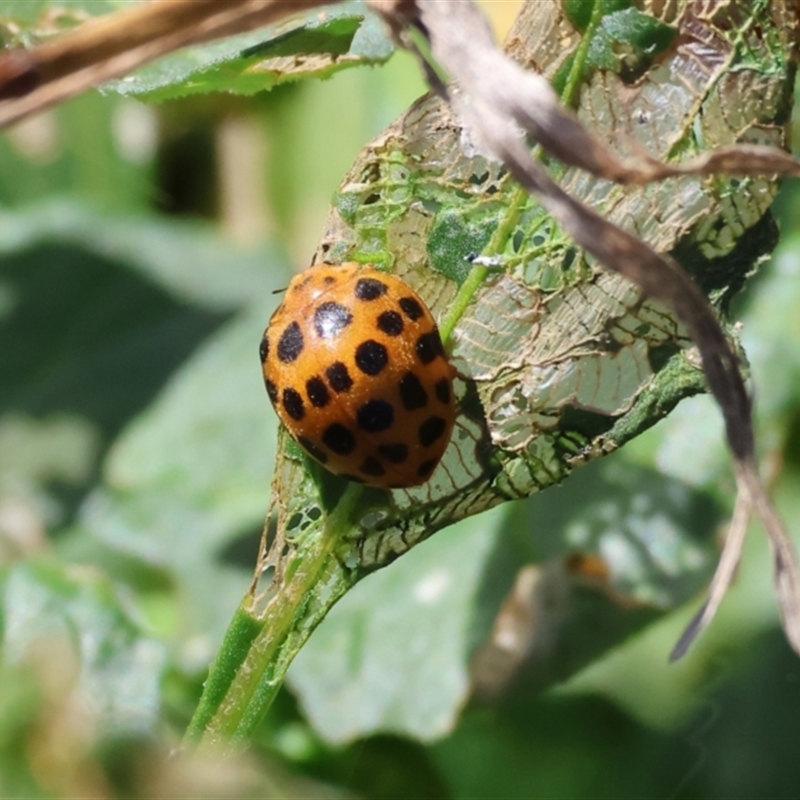 Epilachna vigintioctopunctata