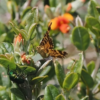 Chrysolarentia stereozona