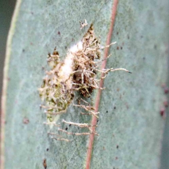 zz - insect fungus
