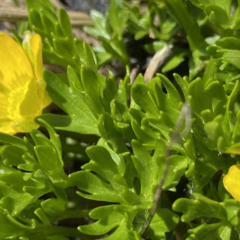 Ranunculus niphophilus