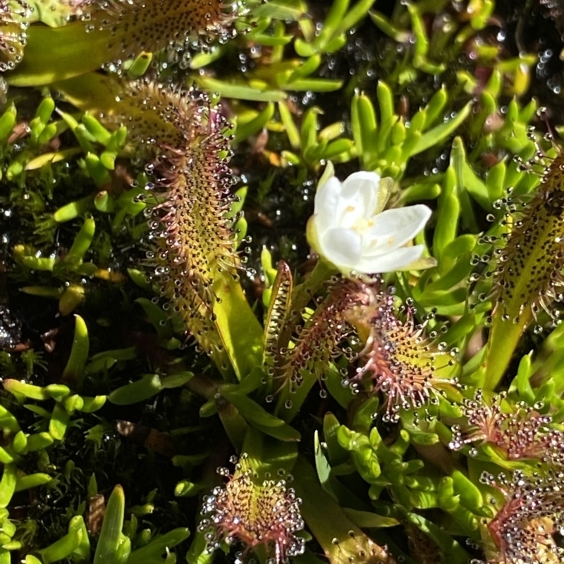 Drosera arcturi