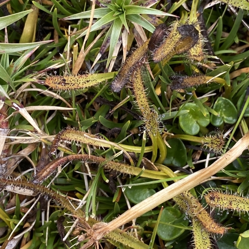 Drosera arcturi