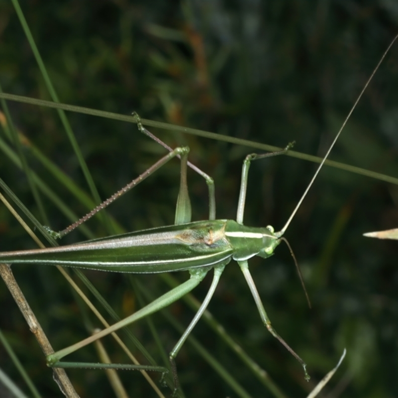 Tinzeda albosignata