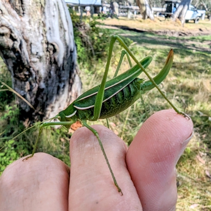 Tinzeda albosignata