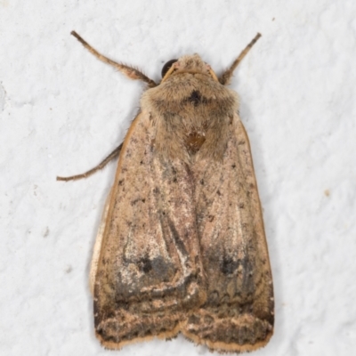 Noctuoidea (superfamily)