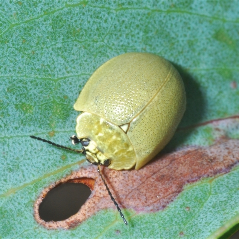 Paropsis porosa