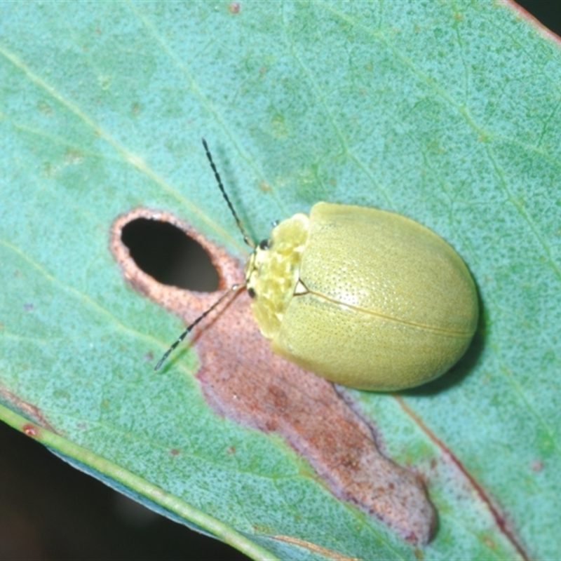 Paropsis porosa