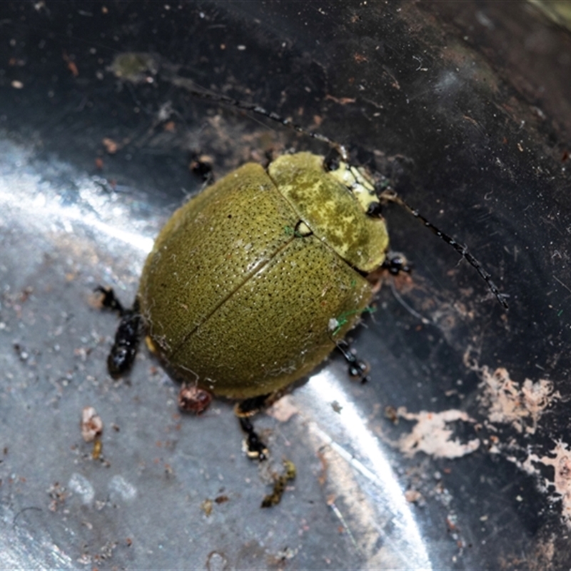 Paropsis porosa