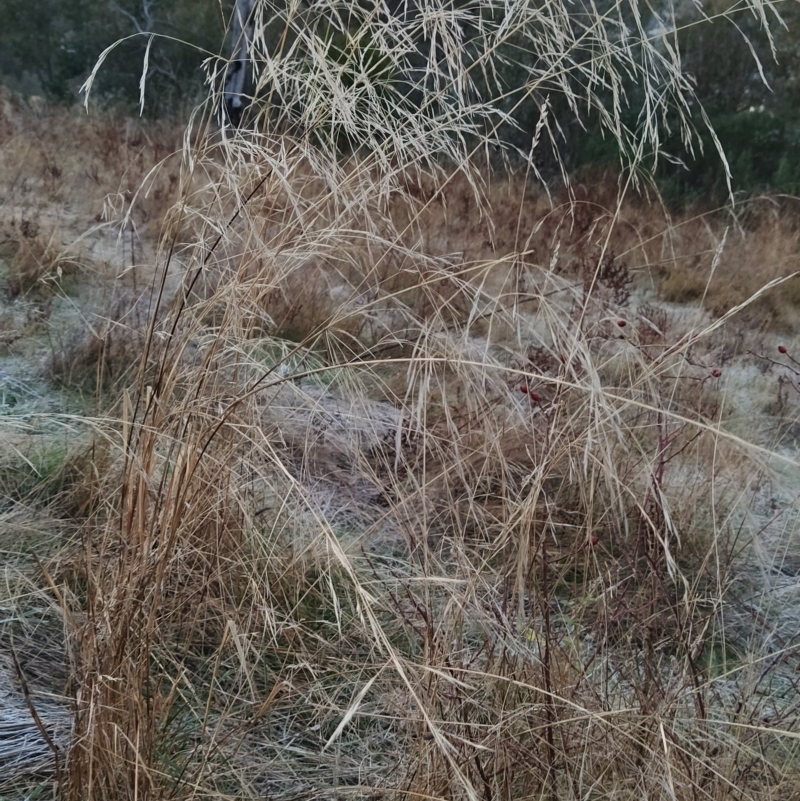 Austrostipa bigeniculata