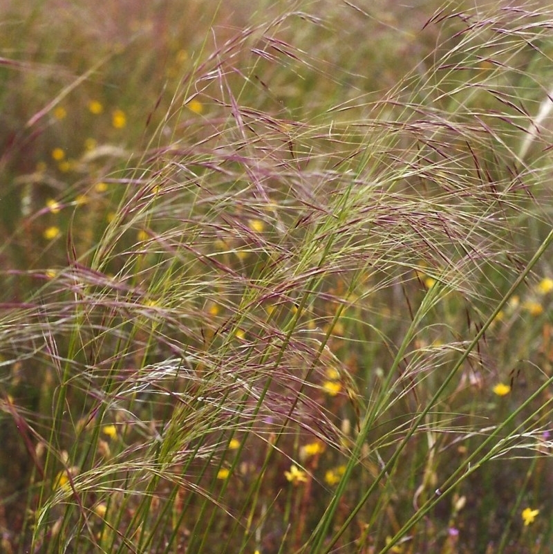 Austrostipa bigeniculata