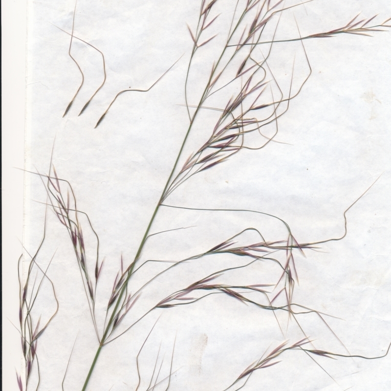 Austrostipa bigeniculata