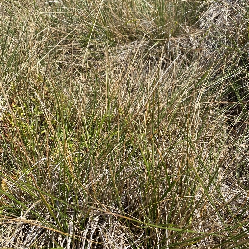 Austrostipa bigeniculata