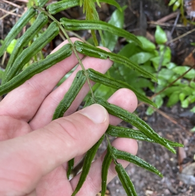 Pteris vittata