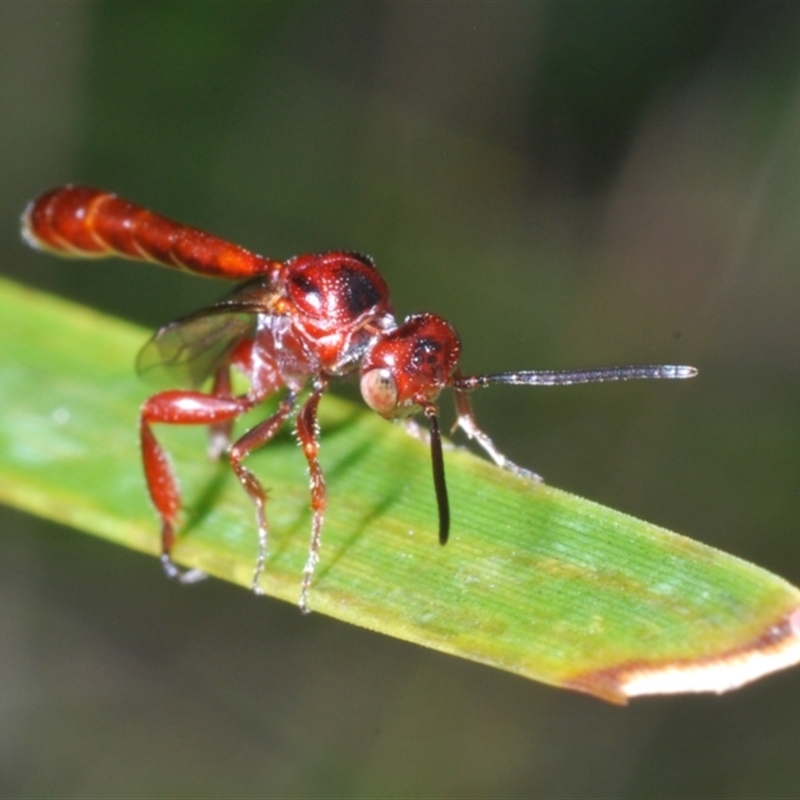 Hyptiogaster sp. (genus)