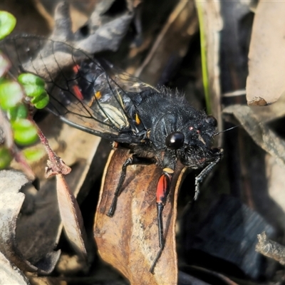 Yoyetta sp. nr spectabilis