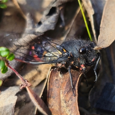 Yoyetta sp. nr spectabilis