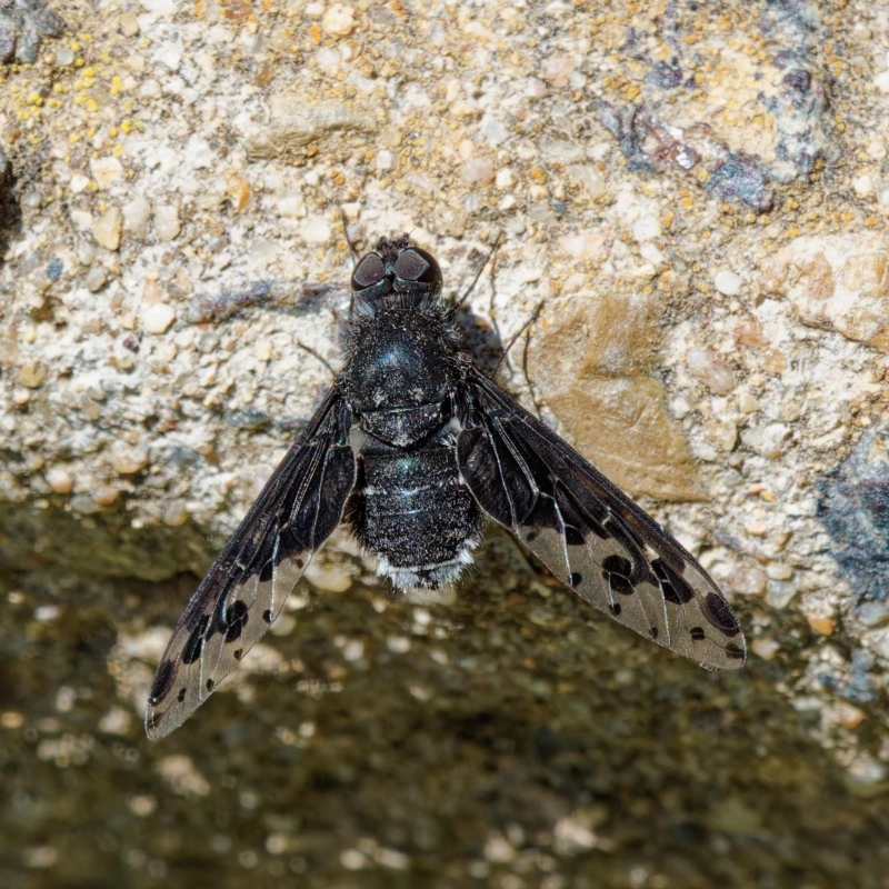 Anthrax maculatus