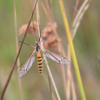 Ischnotoma (Ischnotoma) rubriventris