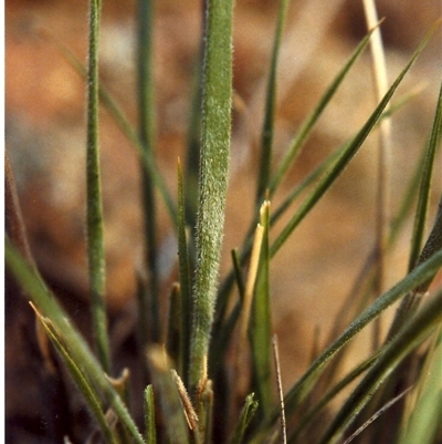 Austrostipa densiflora