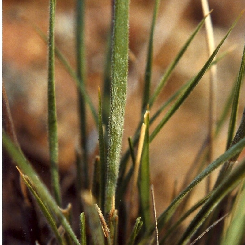 Austrostipa densiflora