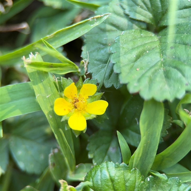 Potentilla indica