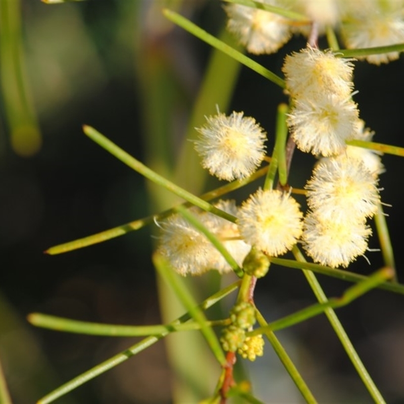 Acacia quadrilateralis