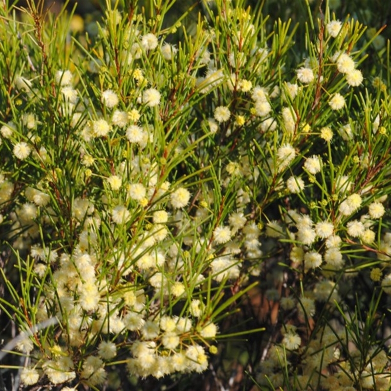 Acacia quadrilateralis