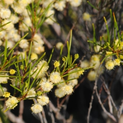 N. de Jong, Ulladulla