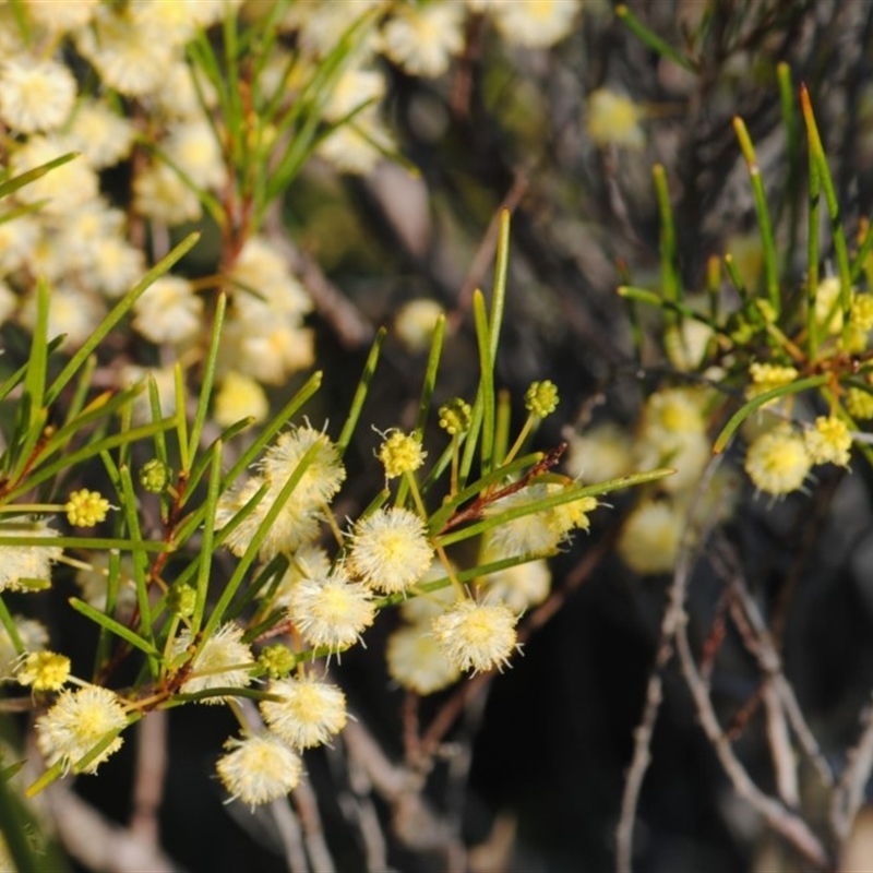 Acacia quadrilateralis