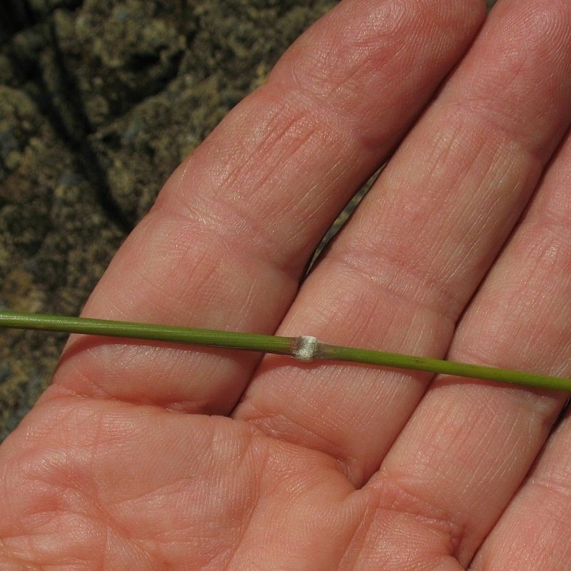 Austrostipa flavescens