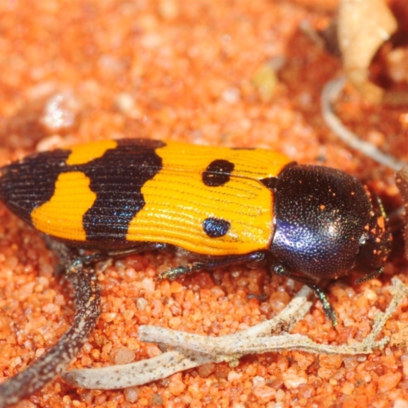 Castiarina atricollis