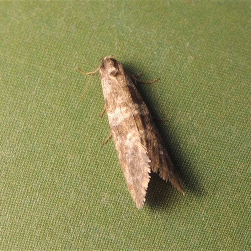 Lepidoscia (genus) ADULT