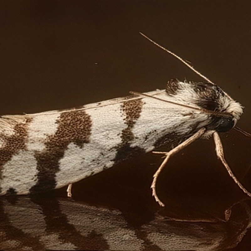 Lepidoscia (genus) ADULT